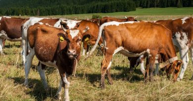 Паметна обука за преработка на млеко и месо: Нов европски проект во вредност од 500 илјади евра