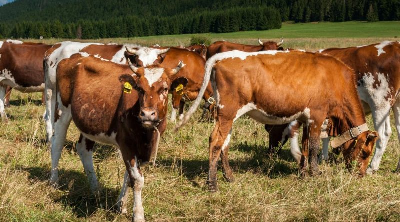 Паметна обука за преработка на млеко и месо: Нов европски проект во вредност од 500 илјади евра