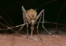 Научници открија зошто некои комарци сепак ги напаѓаат луѓето кои користат репелент