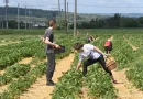 Сопствениците на плантажи во Србија очајно бараат работници: Дневниците за берење боровинки достигнаа рекордни износи, но интересот е мал