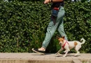 Само од чување кучиња заработува 1.000 долари месечно – ИТ менаџерка ја открила формулата за дополнителен приход