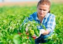 Словенија субвенционира по 2.000 евра за крава, Албанија извезува храна – Македонија сè позависна од увоз