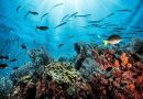 Рекордно топли океани: што значи 21,1 °C за планетата?