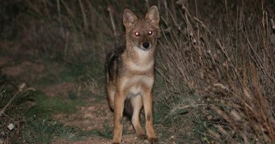 ДЕТЕ ПОВРЕДЕНО ОД ШАКАЛ на вториот крак од Халкидики крај Неос Мармарас